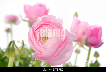 Rosa renoncules davanti a uno sfondo bianco Foto Stock