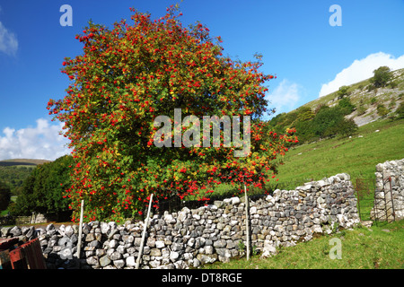 Una montagna frassino piena di bacche rosse accanto a una pietra a secco insieme a parete nel paese di calcare. Foto Stock