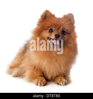 Spitz di Pomerania davanti a uno sfondo bianco Foto Stock