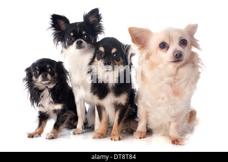 Quattro chihuahua davanti a uno sfondo bianco Foto Stock