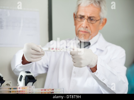 Scienziato esaminando piastra di microtitolazione in laboratorio Foto Stock