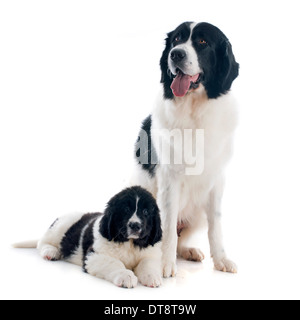 Landseer razza cani di fronte a uno sfondo bianco Foto Stock