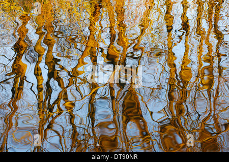 Alberi riflessa in piscina Foto Stock