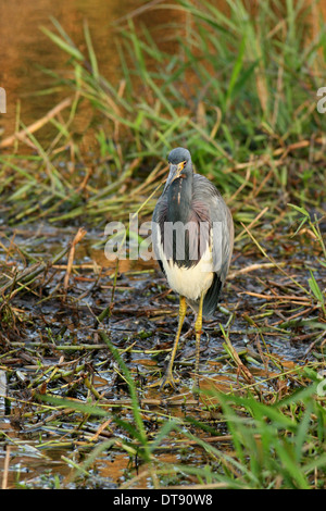 Airone tricolore in Everglades National Park Foto Stock