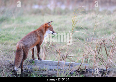 Cane Fox in piedi che guarda nel tardo pomeriggio Teesside Dicembre Foto Stock