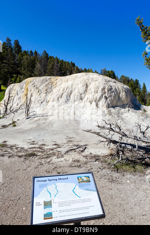 Molla di colore arancione tumulo di formazione di travertino a Terrazzi Mammoth Hot Springs, il Parco Nazionale di Yellowstone, Wyoming USA Foto Stock