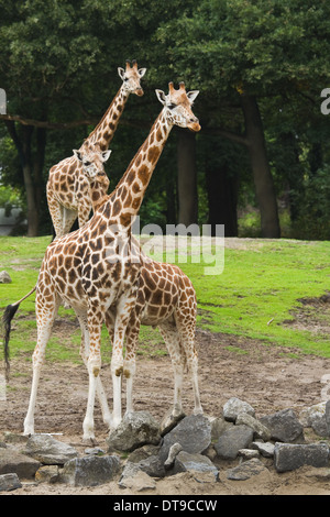 Tre le giraffe sul campo con alberi in background Foto Stock