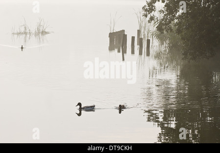 Nuoto anatre a inizio estate mattina prima del sorgere del sole al lago Foto Stock