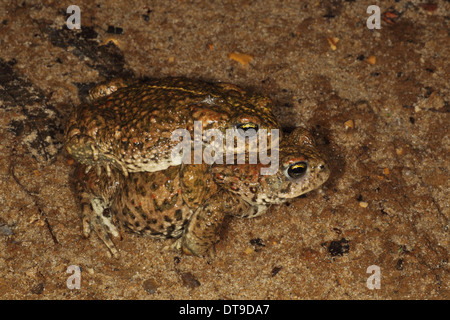 Natterjack Toad (Epidalea calamita) Dorset UK giugno, Foto Stock