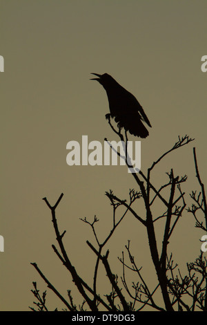 Rook (Corvus frugilegus), Adulto, chiamando mentre arroccato nella struttura ad albero all'alba, Slimbridge, Gloucestershire, Inghilterra, Dicembre Foto Stock