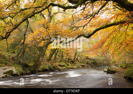 Il fiume Dart in autunno del parco nazionale di Dartmoor Devon UK Foto Stock