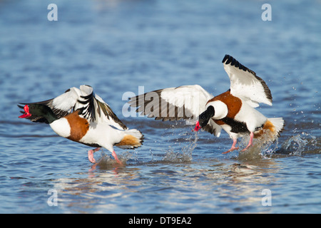Shelducks comune(Tadorna tadorna), i maschi adulti, maschio aggressivo a caccia di rivali in tutta l'acqua, Slimbridge, Gloucestershire, Inghilterra Foto Stock