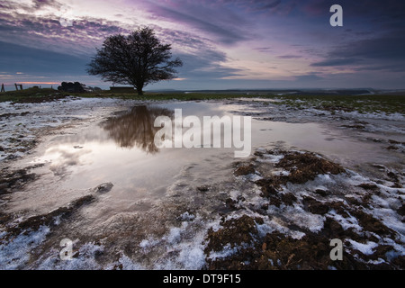 Lone Tree nel mezzo di una terra congelata Foto Stock