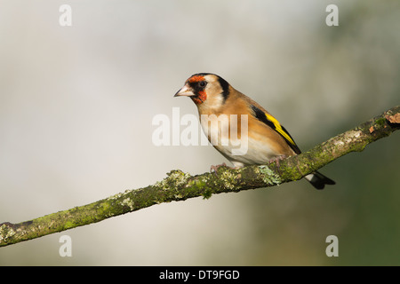 Cardellino europeo (Carduelis carduelis), femmina adulta, appollaiato su un ramo di albero, Warwickshire, Inghilterra, Gennaio Foto Stock