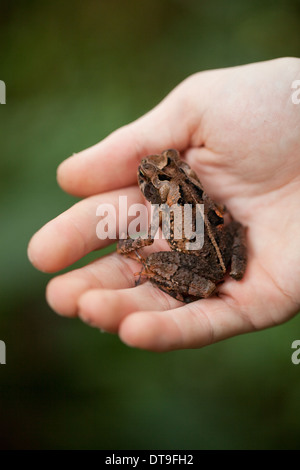 Figliata di foglia Toad (Incilius aucoinae). Seduto su di una mano umana. Corcovado. Costa Rica. Foto Stock