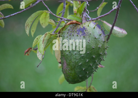 Il pane di frutta (Artocarpus altilis). Nativo: la malese penisola. Introdotto ad altitudine bassa Costa Rica, America Centrale, altrove Foto Stock