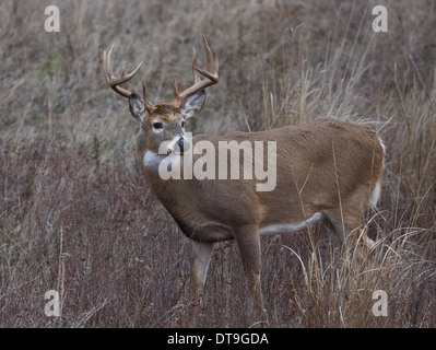 Un molto sano bianco-tailed buck cerca una femmina del cervo durante il rut. Foto Stock