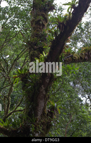 Gli epifiti, comprese le bromeliacee, cresce su rami e tronchi di alberi in pioggia montane e cloud forest. Savegre. Costa Rica. Foto Stock