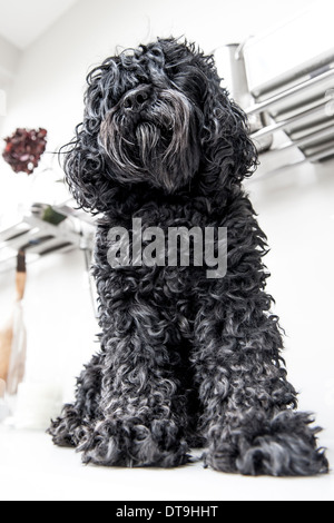 Un cane nero look inquisitively nella fotocamera Foto Stock