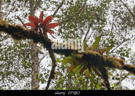 Bromeliacee crescono lungo un tronco di albero. Tropical cloud forest. Costa Rica. Foto Stock