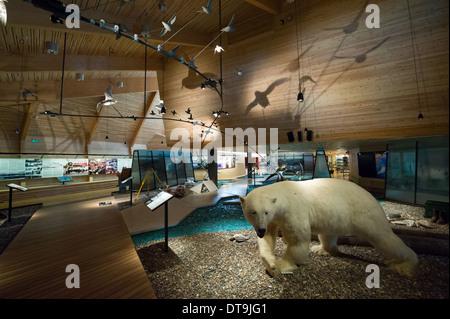 Farcite orso polare (Ursus maritimus) nel Museo delle Svalbard, Longyearbyen, Spitsbergen, arcipelago delle Svalbard, Norvegia Foto Stock