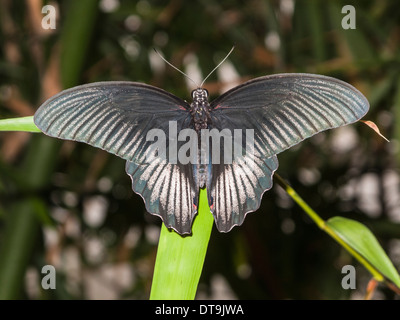 Bianco e nero grande farfalla Mormone, Papilio memnon, a riposo con ali aperte a RHS Gardens, Wisley, Surrey, Regno Unito Foto Stock