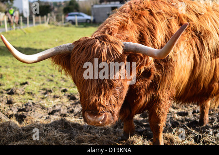 Mucca dell'altopiano Foto Stock