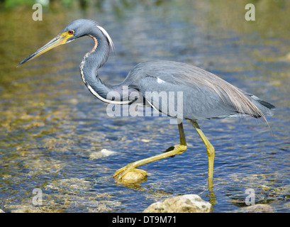 Airone tricolore in Florida Wetland Foto Stock