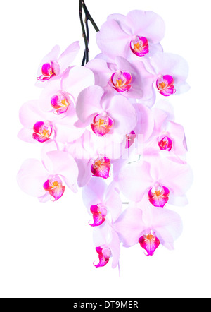 Abbondante fioritura di un rosa orchid, phalaenopsis è isolato su sfondo bianco Foto Stock