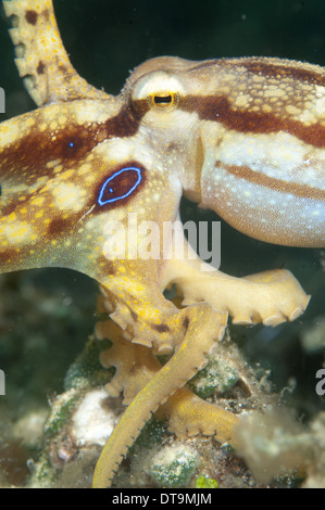 Il veleno Ocellate Polpo (Octopus mototi) adulto, Lembeh Straits, Sulawesi, Sunda Islands, Indonesia, Settembre Foto Stock