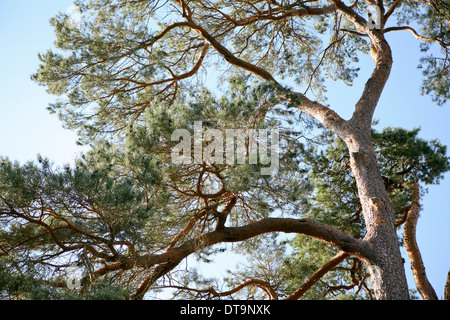 Pinus sylvestris / scozzese di pino Foto Stock