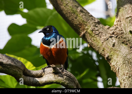 Superba starling (Lamprotornis superbus) su un ramo di albero Foto Stock