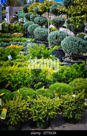 Un assortimento di alberi e arbusti per vendita in vivaio Foto Stock