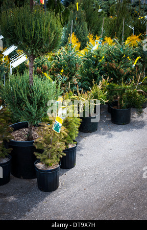 Un assortimento di alberi e arbusti per vendita in vivaio Foto Stock