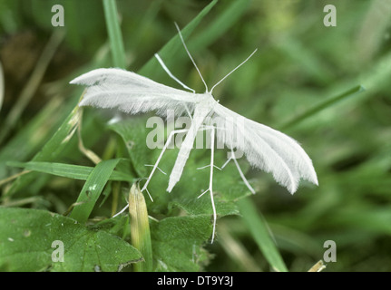 Pennacchio bianco Moth - Pterophorus pentadactyla Foto Stock