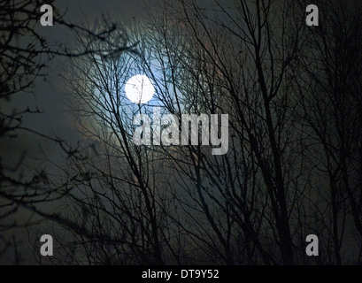 Luna piena attraverso gli alberi (distanza) Foto Stock