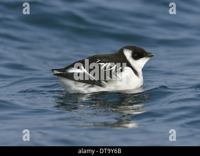 Little Auk Alle alle - Estate adulto. Foto Stock