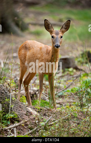 Red Deer (Capreolus capreolus), hind in piedi nella foresta, captive, Bassa Sassonia, Germania Foto Stock