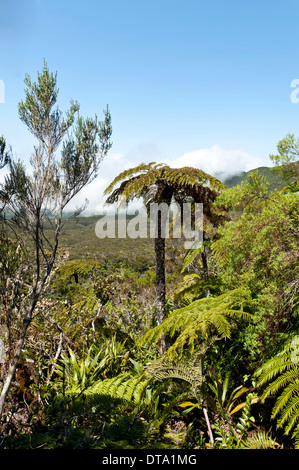 Vegetazione tropicale, Tree Fern (Cyatheales) nel paesaggio di montagna sotto il Piton des Neiges montagna, 3069 m, vicino a Cilaos Foto Stock