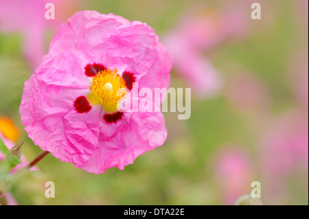 Orchid cisto (Cistus x purpureus), fiore, Provenza, Francia meridionale, Francia Foto Stock