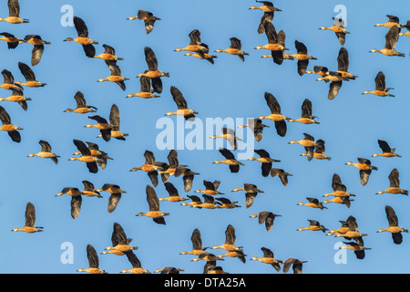 Gruppo di minor sibilo anatre (Dendrocygna javanica) in volo, il Parco Nazionale di Keoladeo, Rajasthan, India Foto Stock