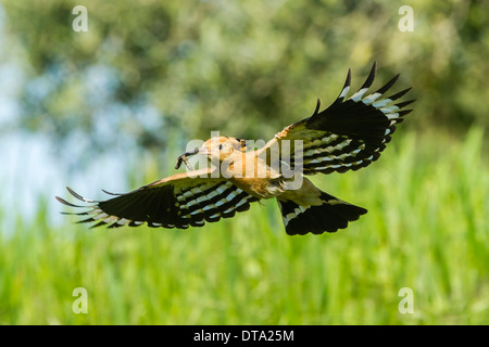 Upupa (Upupa epops) in volo e con il cibo nel suo becco, Estremadura, Spagna Foto Stock