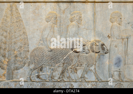 Delegazione bassorilievo, Palazzo Apadana, antica città di Persepolis, Sito Patrimonio Mondiale dell'UNESCO, nei pressi di Shiraz, far Provincia, Iran Foto Stock