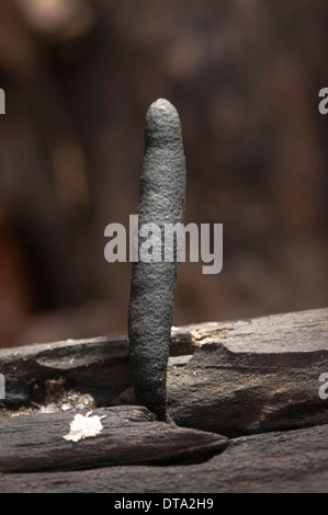 Deadman le dita o dell'uomo morto (dita Xylaria polymorpha), corpo fruttifero, Hesse, Germania Foto Stock