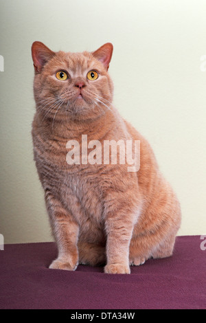 British Shorthair cat Foto Stock