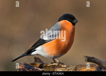 Ciuffolotto (Pyrrhula pyrrhula), Tirolo, Austria Foto Stock
