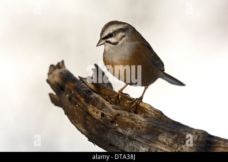 Rock Bunting (Emberiza cia), Tirolo, Austria Foto Stock