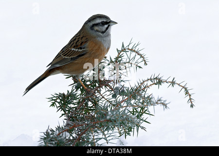 Rock Bunting (Emberiza cia), Tirolo, Austria Foto Stock