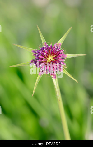 Viola Salsefrica o Goatsbeard (Tragopogon porrifolius), fiore, Provenza, Francia meridionale, Francia Foto Stock
