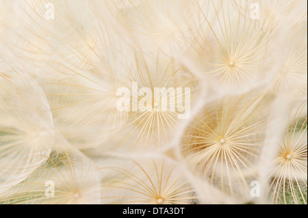 Western Salsefrica, Western di capra-barba o Oysterplant selvatico (Tragopogon dubius), seme head, Provenza, Francia meridionale, Francia Foto Stock